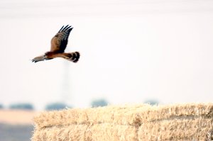 El hacking se ha mostrado como la mejor forma de liberar pollos volantones de aguiluchos. En la foto un pollo volando por encima del hacking. 