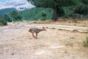 UNA VEZ FUERA DE LA FURGONETA EL CORZO SE ADENTRO EN LA ZONA MAS ESPESA DE LA FORESTA