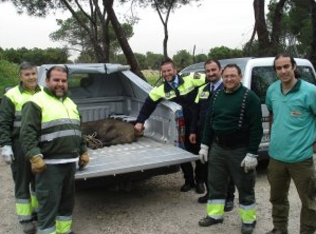 Liberada la jabalina de Las Rozas