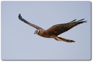 Fueron expuestos los trabajos realizados con el aguilucho cenizo, rapaces nocturnas y cernícalos primillas en la Comarca del Parque Regional durante el año 2006. La foto de Luis Miguel Ruiz muestra un joven de aguilucho cenizo.