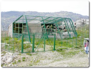 En el interior de la jaula de aclimatación uno a unos los buitres se fueron anillando. 