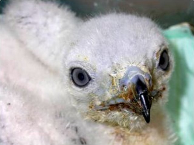 El Pollito de águila culebrera con diez días de edad antes de ser llevado con sus padres