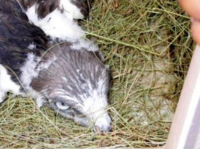 Pollo de águila culebrera con treinta y cinco días el día que iba a ser depositadazo en la plataforma 