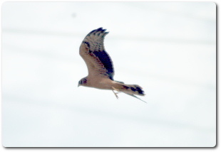 Joven aguilucho volando sobre los campos recién cosechados