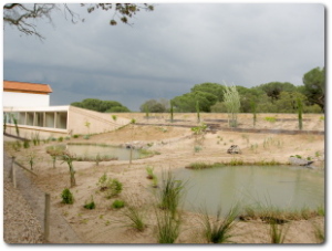 Charcas diseñadas para la cría en cautividad del galápago europeo en el Centro de GREFA