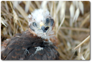 Pollo de aguilucho cenizo al que le quedan unos días para volar. El manejo de este pollo durante la cosecha evitó su muerte.