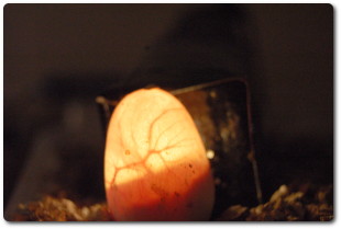 Ovoscopia de un huevo de galápago europeo. Los huevos de las puestas de este año se están incubando de forma artificial.