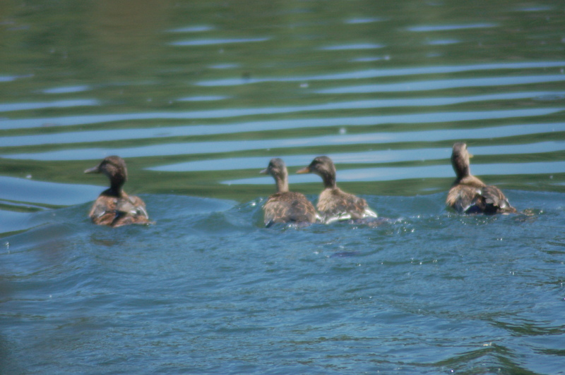 Las anátidas como en el caso de éstas ánades reales, se liberan de forma directa en alguna laguna o paraje acuático protegido cuando ya tienen una cierta edad para termoregular. Durante semanas estuvimos criando los patitos que apenas tenían unos días cuando ingresaron en el Hospital de GREFA.