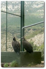 Pareja de buitres negros en la instalación de aclimatación