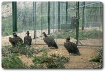 Grupo de buitres negros en la instalación de aclimatación