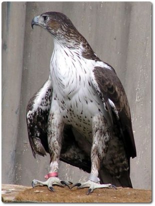 Águila perdicera