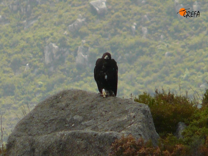 Águila Real