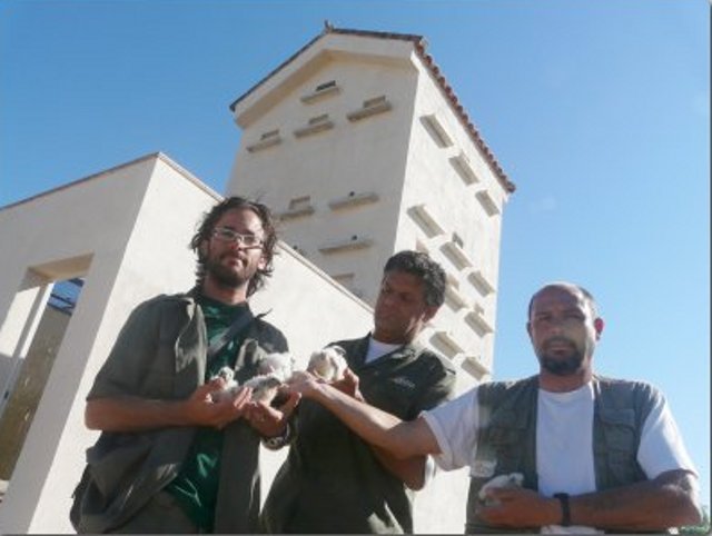 Miembros de GREFA sujetando un grupo de pollos momentos antes de reintroducirlos en los nidos de la torre. 