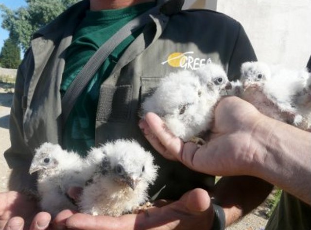 Los primeros pollos de cernícalo primilla liberados en Navas del Rey