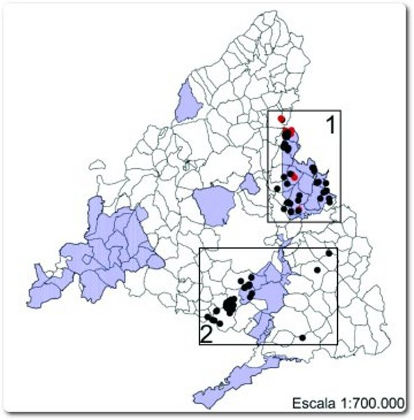 Zonas de aguiluchos en la Comunidad de Madrid