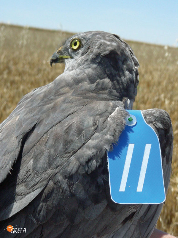 Macho de aguilucho cenizo con marcas alares