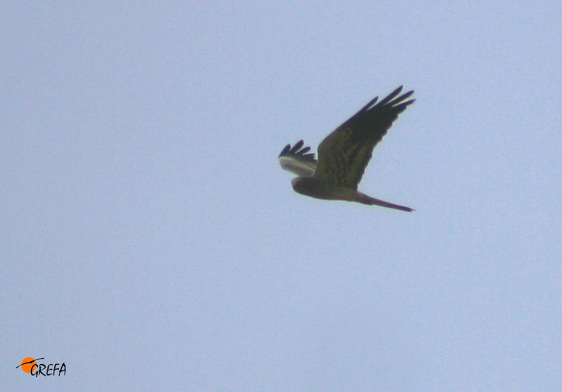 Joven de aguilucho cenizo en vuelo