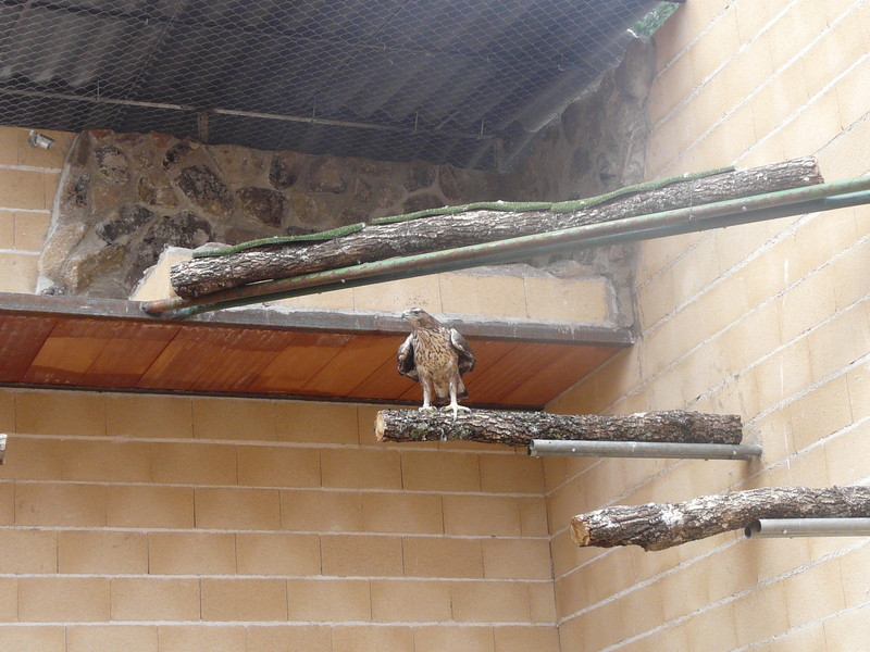 Águila perdicera en su nueva instalación