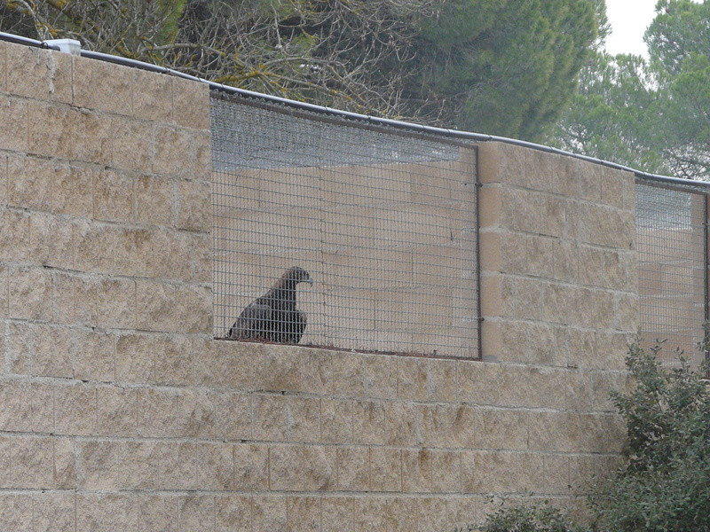 Águila real en su nueva instalación de cría