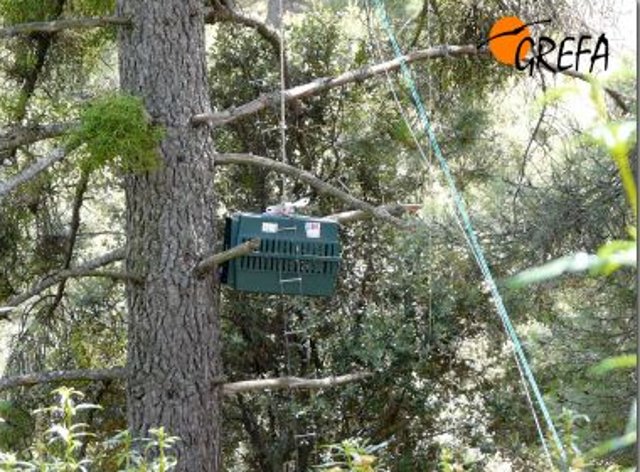 Hacking águila calzada