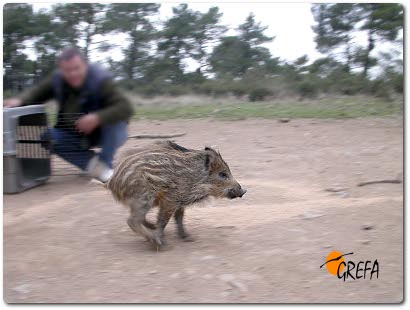 Liberación de un jabalí