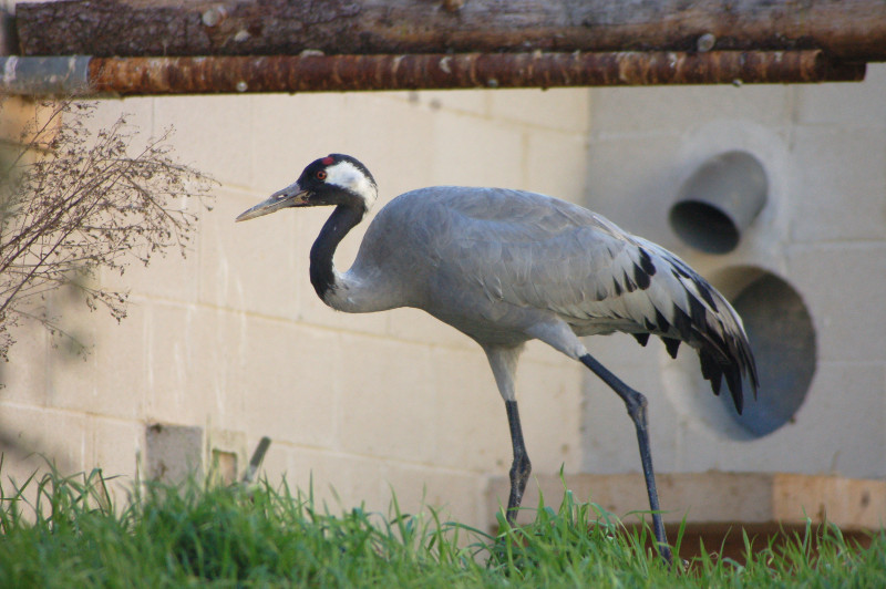 La Grulla en la instalación donde se recuperó durante varios meses