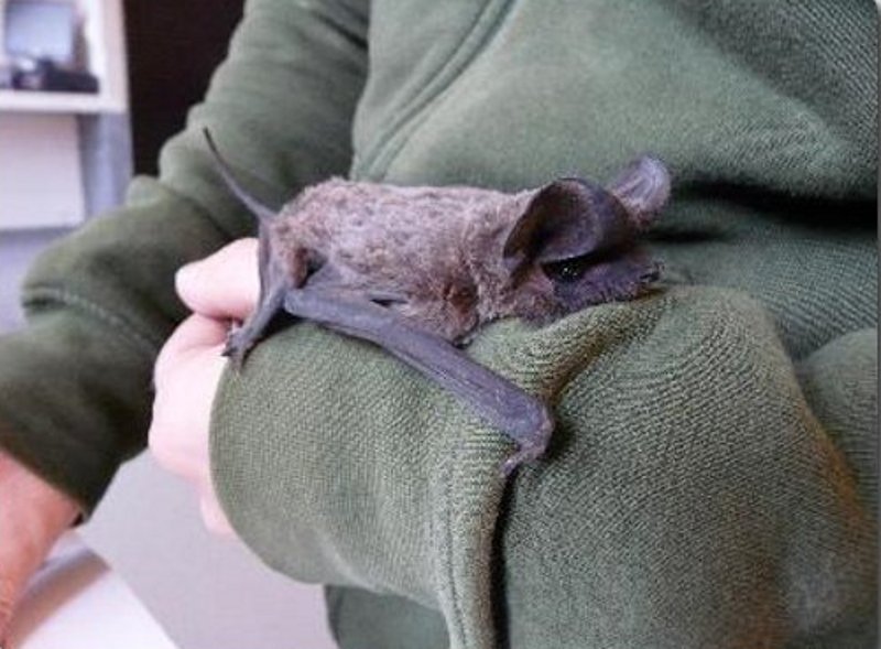 El murcielago rabudo durante la revisión veterinaría