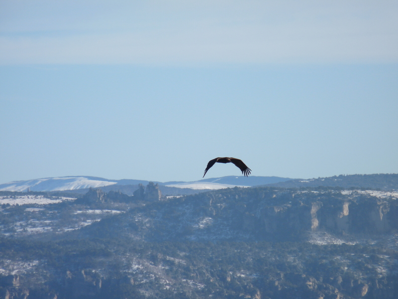 Buitre negro volando por encima de nosotros, en el parque nacional de Cevenne, miemtras buscábamos algún rastro de los buitres negros de los Pirineos.