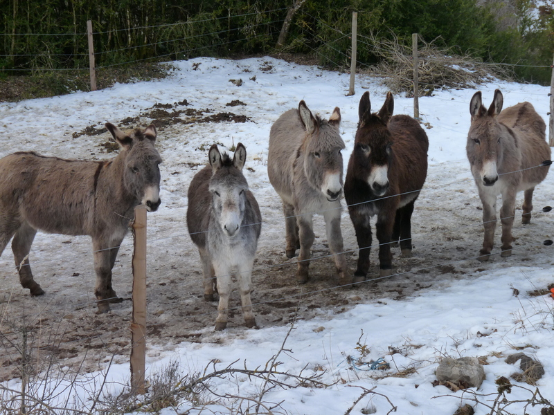 Unos amigos nos despidieron ya camino de Beronnies.