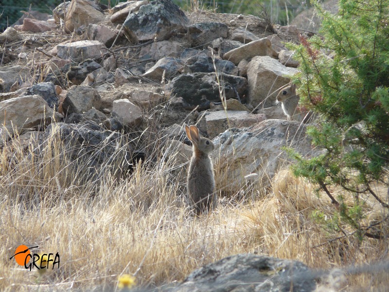 Conejo de monte frente a un majano