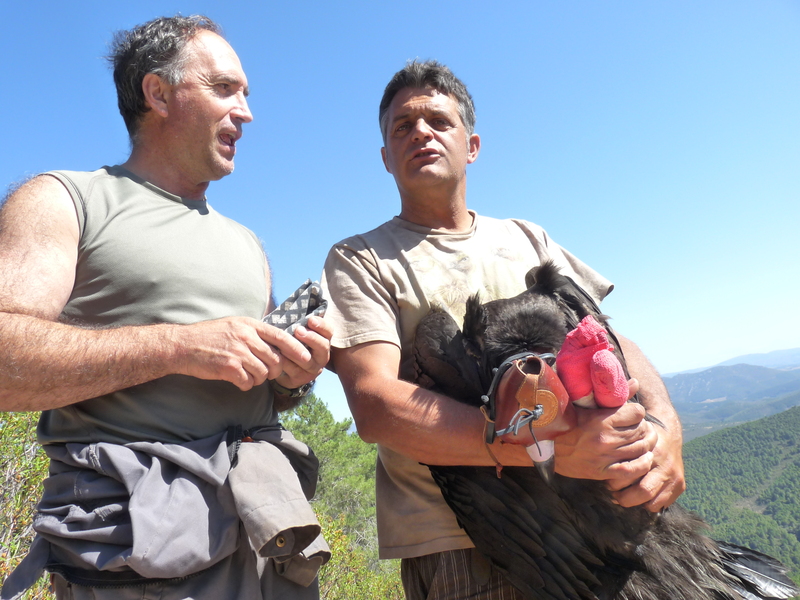 Victor y Ernesto posan con el joven buitre negro