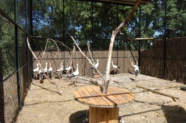Una decena de cigüeñas dispuestas para ser liberadas 