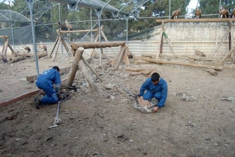 CAPTURANDO LOS BUITRES PARA TRASLADARLOS A LA FURGONETA