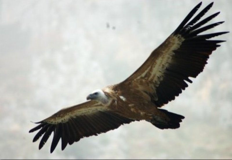 BUITRE LEONANDO PLANEÁNDO SOBRE NOSOTROS