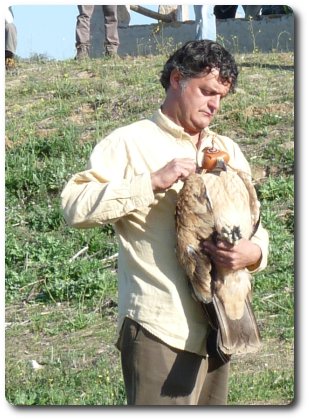 Liberacion de Susana, águila imperial iberica