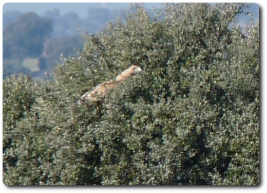 Liberacion de Susana, águila imperial iberica