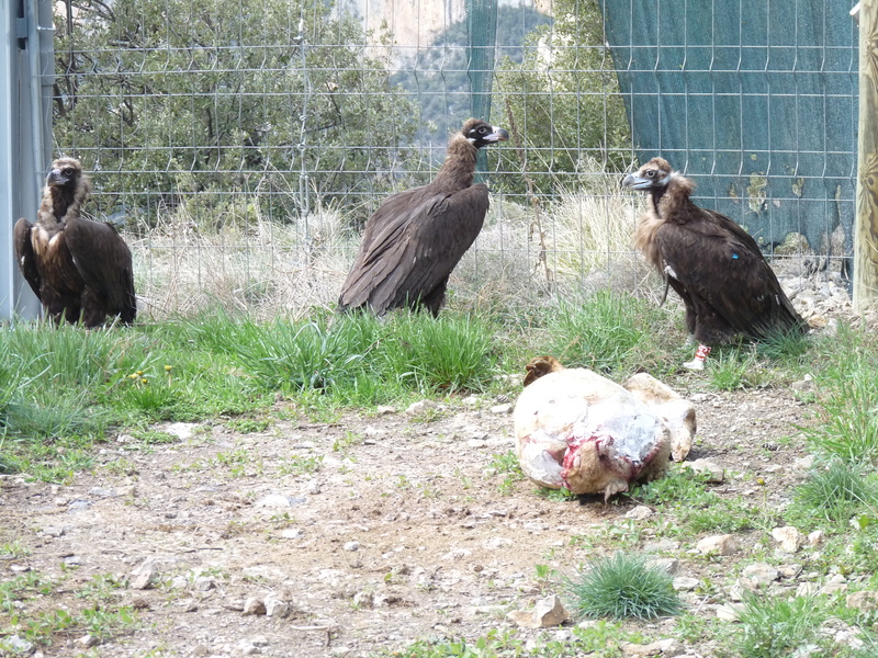 Ejemplares de buitre negro del proyecto