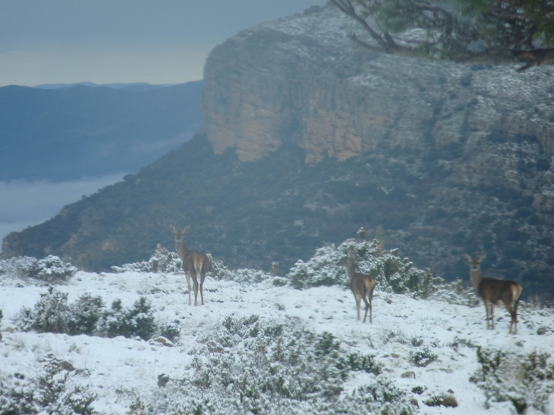 Invierno en Boumort