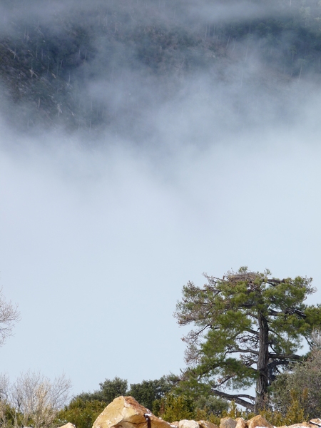 Niebla en Boumort