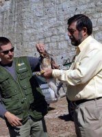 Momentos previos a la liberación de Peñalara, águila calzada