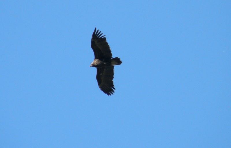 Obaga , buitre negro