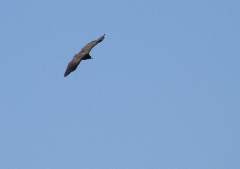 Obaga en la Serrania de Ronda