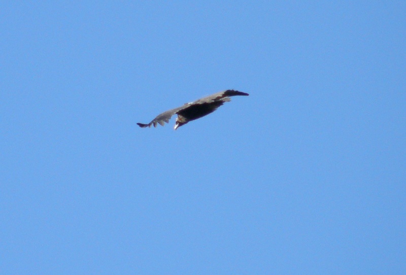 Obaga en la Serrania de Ronda