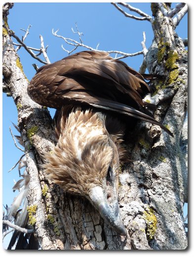 Águila real envenenada