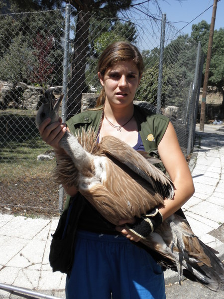 Primer ejemplar de buitre leonado (Gyps fulvus) rescatado esta temporada por el Equipo de Rescate de Fauna Salvaje 