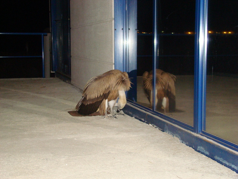 Tercer ejemplar de buitre leonado rescatado esta temporada, al lado de la ventana contra la cual se había golpeado 