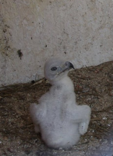 Pollo de águila culebrera