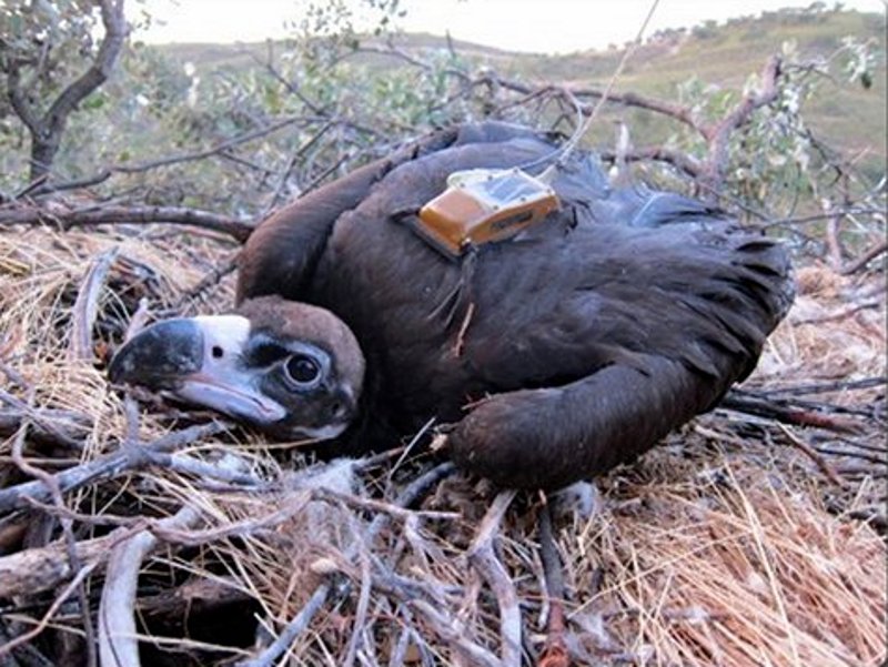 Pollo de buitre negro marcado con transmisor