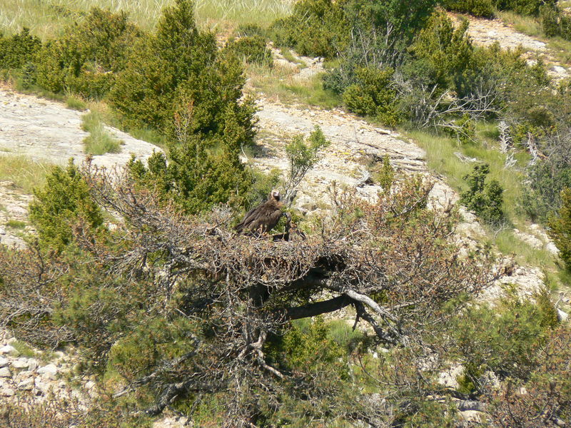 Proyecto de reintroducción del buitre negro en Pirineos