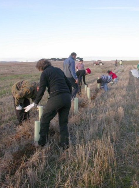  	Retamas, Escaramujos y Majuelos contra los topillos campesinos